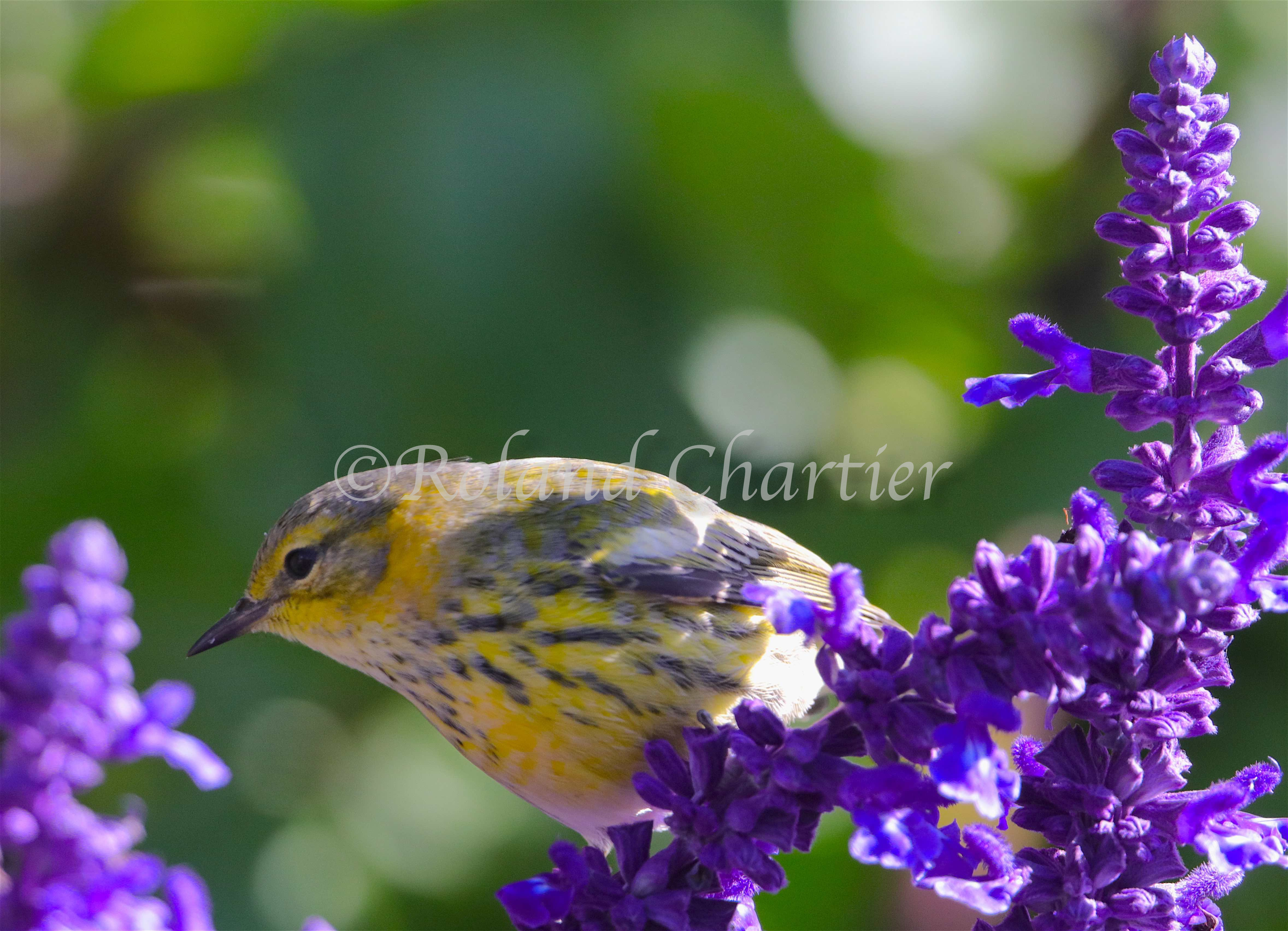 Cape May Warbler perched on a branch